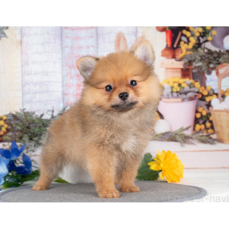 販売中の愛知県のポメラニアン-430253の3枚目