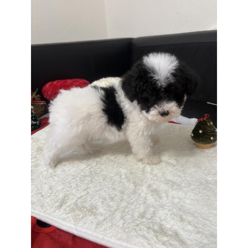 販売中の大阪府のトイプードル-422462の2枚目