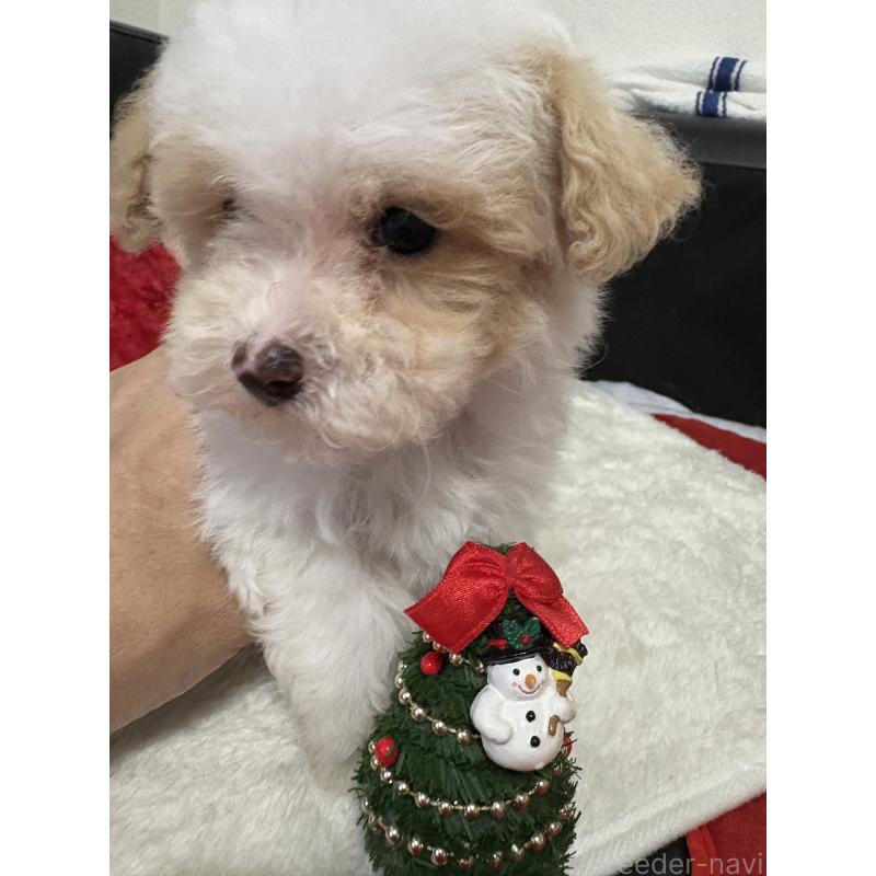 販売中の大阪府のトイプードル-419983の3枚目