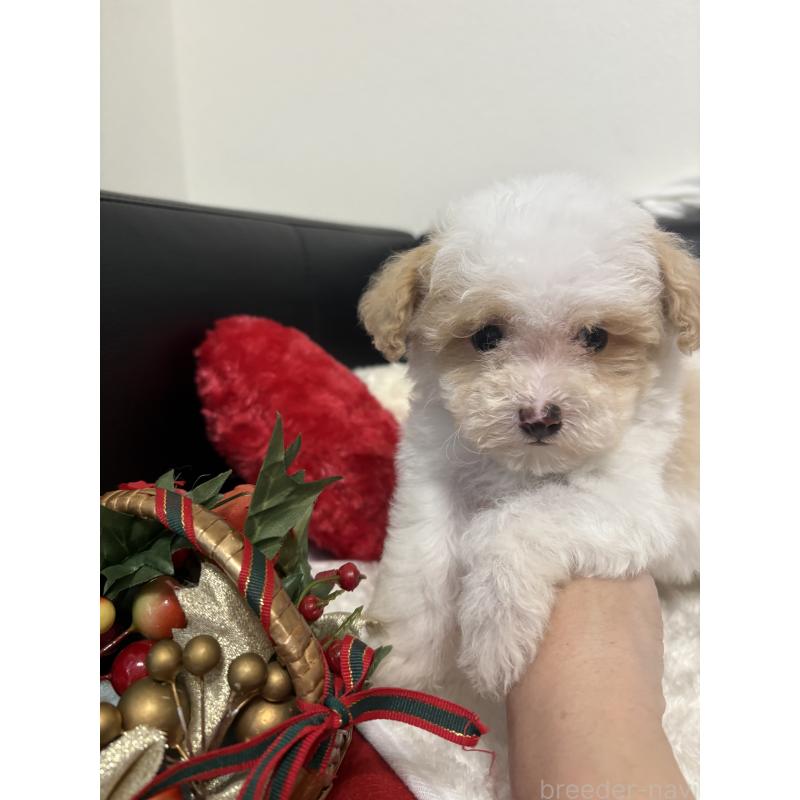 販売中の大阪府のトイプードル-419983の2枚目