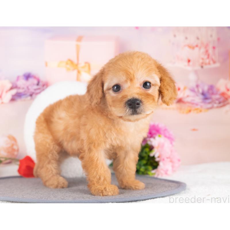 販売中の愛知県のトイプードル-430257の5枚目