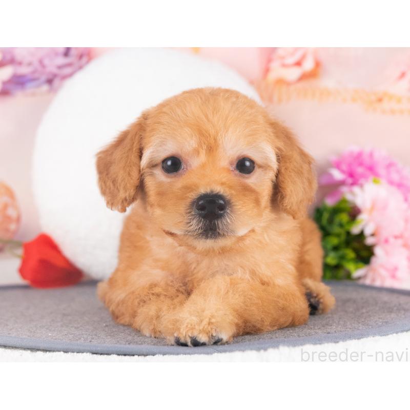 販売中の愛知県のトイプードル-430257の4枚目