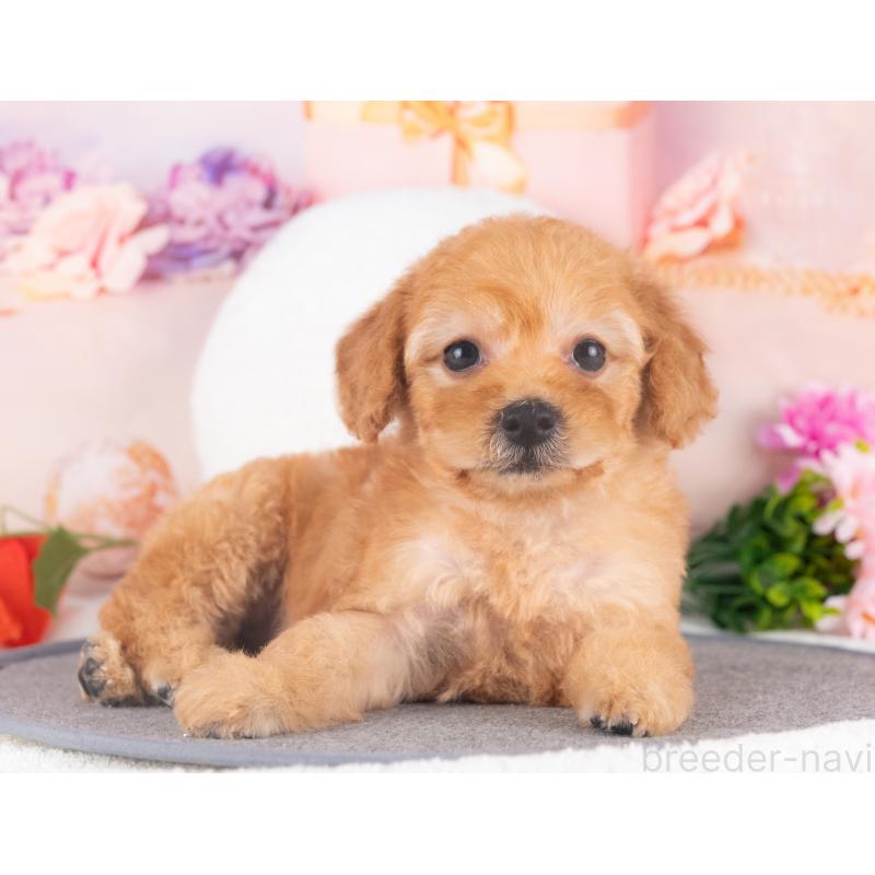 販売中の愛知県のトイプードル-430257の2枚目