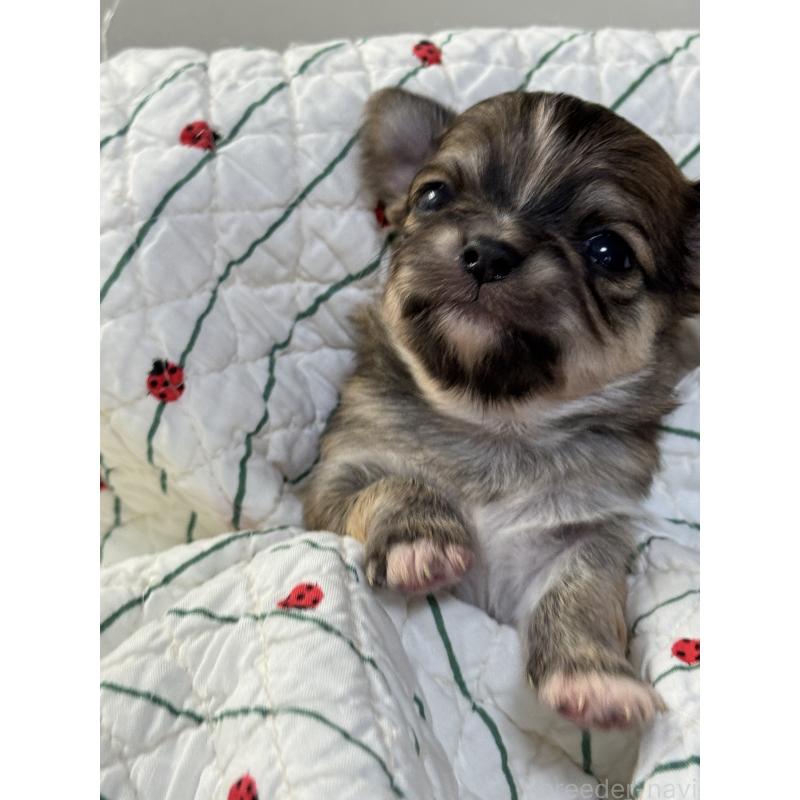 成約済の神奈川県のチワワ(ロングコート)-429575の4枚目