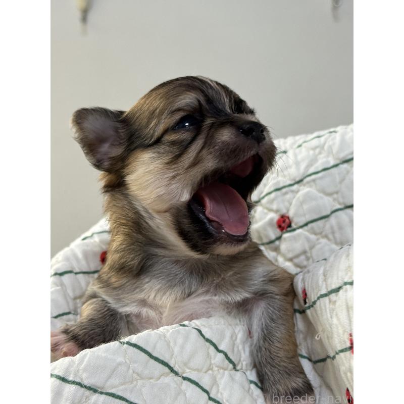 成約済の神奈川県のチワワ(ロングコート)-429575の3枚目