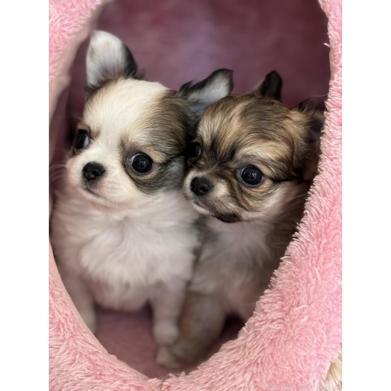 成約済の神奈川県のチワワ(ロングコート)-429575の2枚目