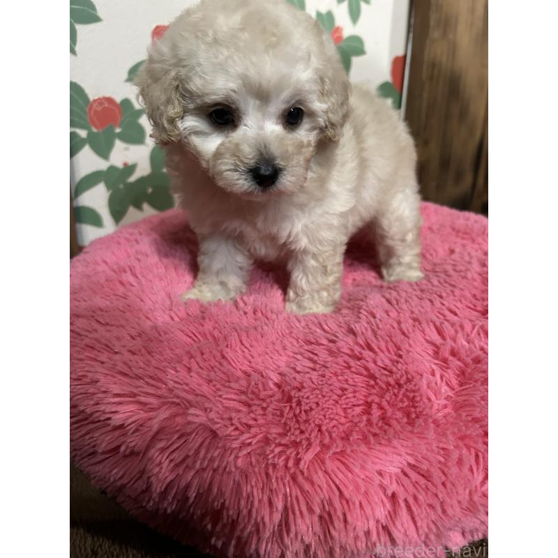 販売中の鹿児島県のタイニープードル-430252の4枚目