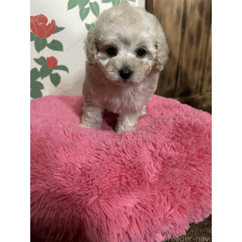 販売中の鹿児島県のタイニープードル-430252の3枚目