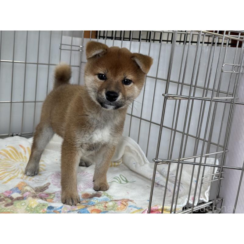 販売中の岡山県の柴犬-430258の5枚目