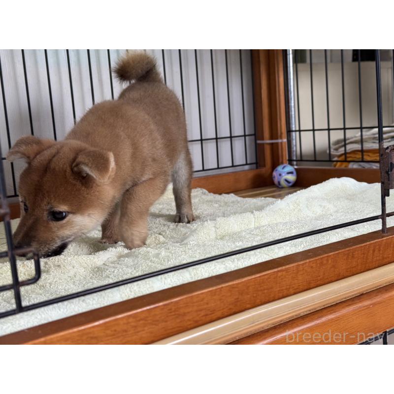 販売中の岡山県の柴犬-430258の4枚目