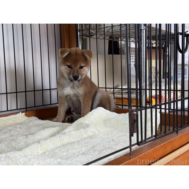 販売中の岡山県の柴犬-430258の3枚目