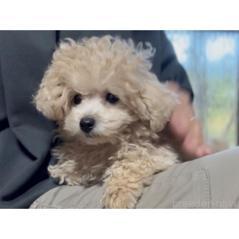 成約済の山口県のティーカッププードル-422395の3枚目