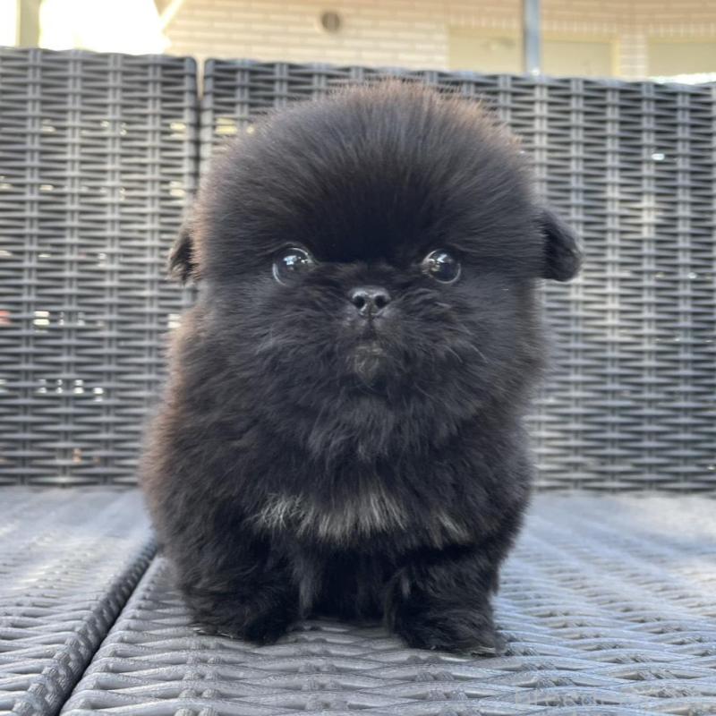 販売中の山梨県のペキニーズ-430263