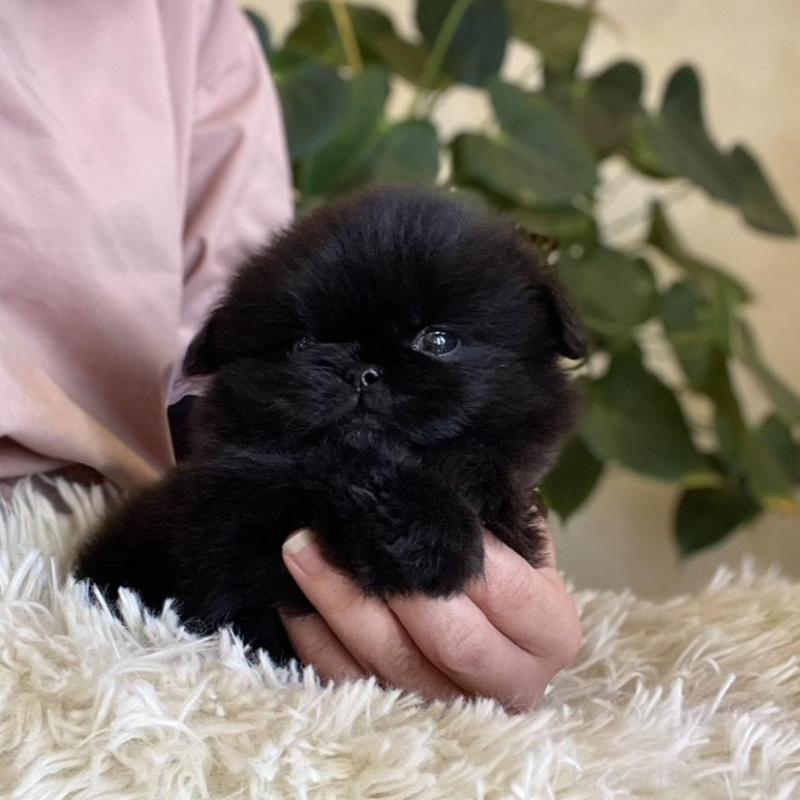 販売中の山梨県のペキニーズ-430263の9枚目