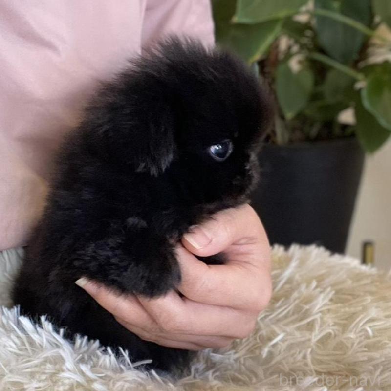 販売中の山梨県のペキニーズ-430263の8枚目