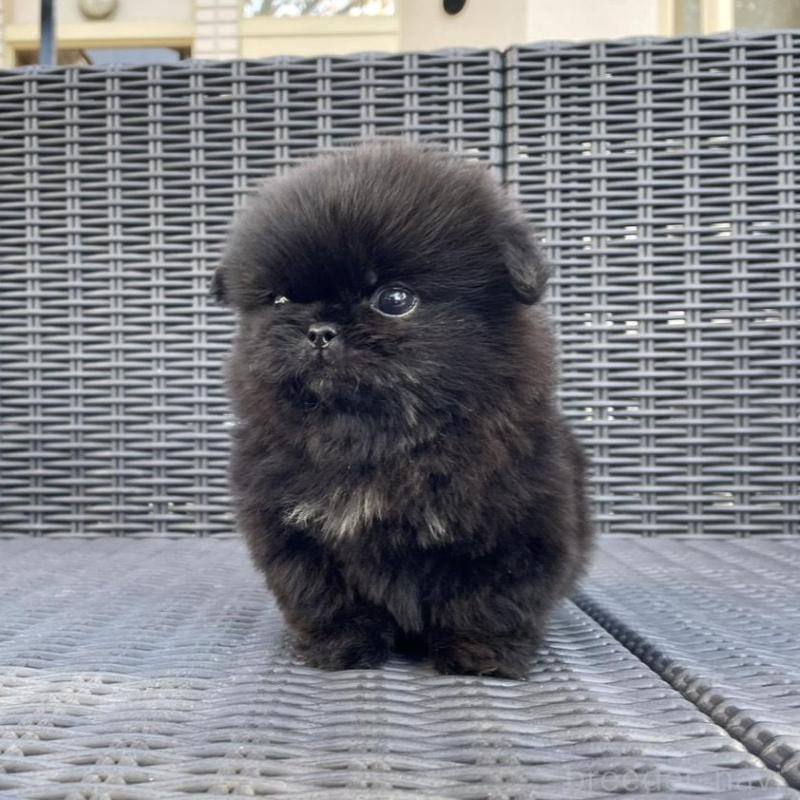 販売中の山梨県のペキニーズ-430263の7枚目