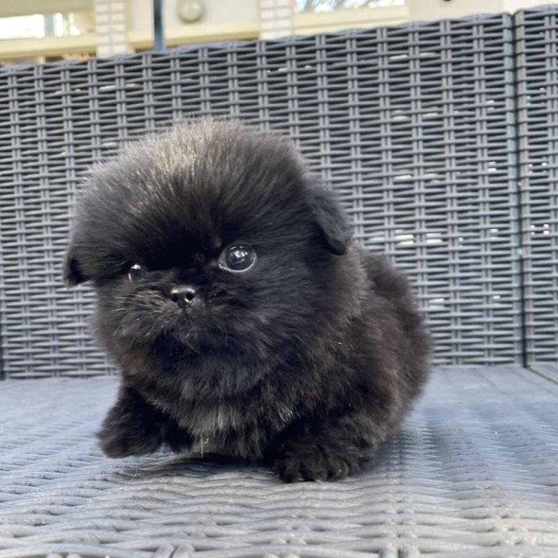 販売中の山梨県のペキニーズ-430263の6枚目