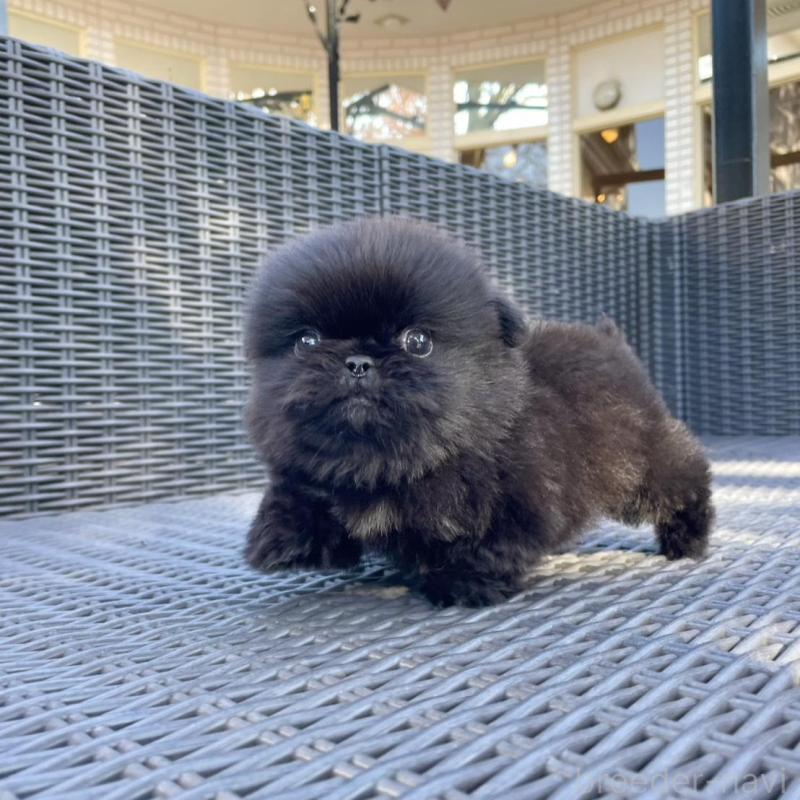 販売中の山梨県のペキニーズ-430263の5枚目