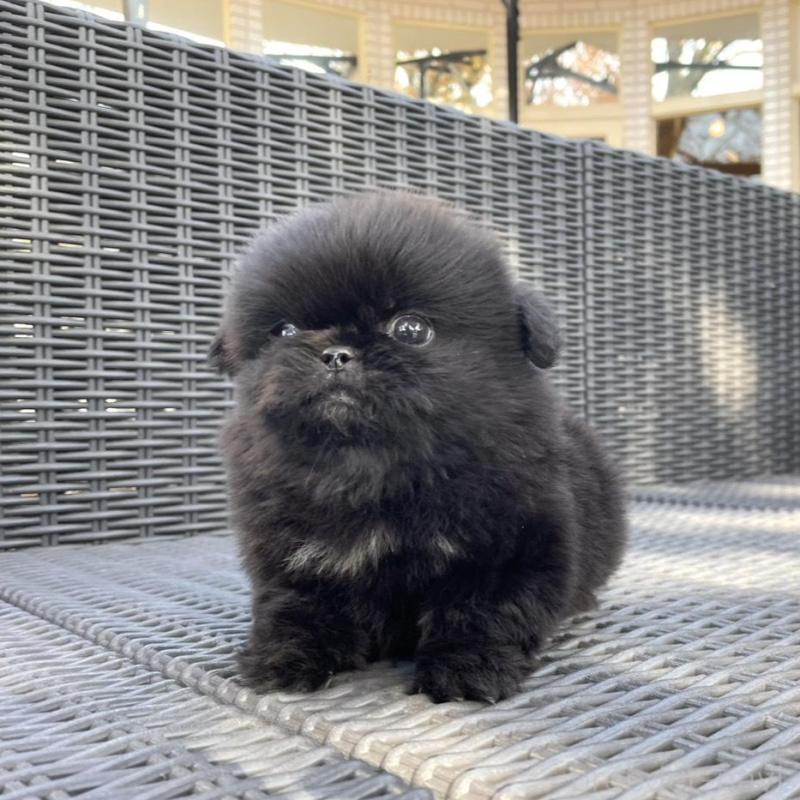 販売中の山梨県のペキニーズ-430263の4枚目