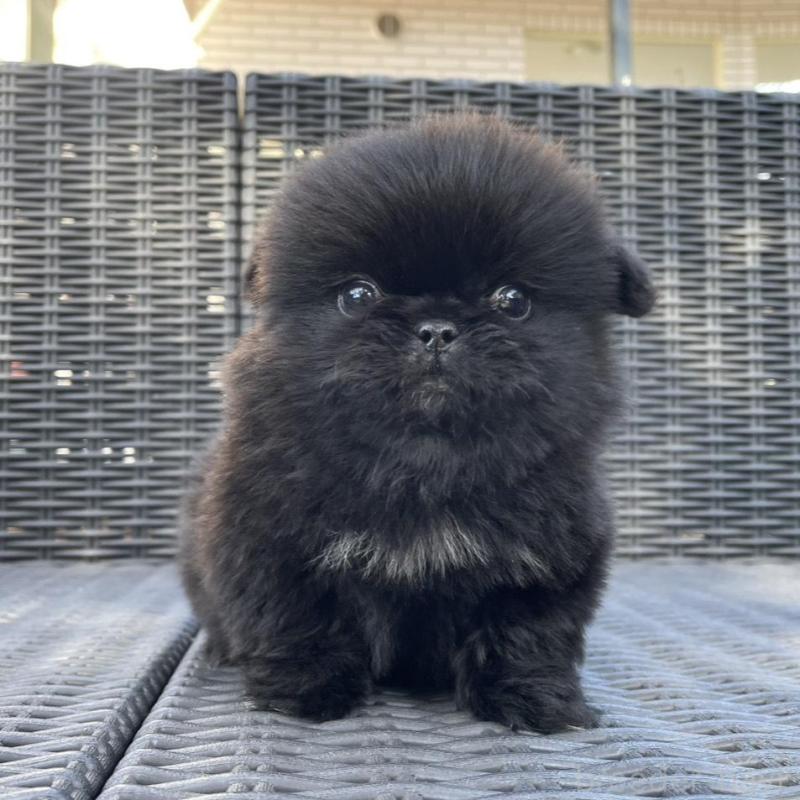 販売中の山梨県のペキニーズ-430263の3枚目