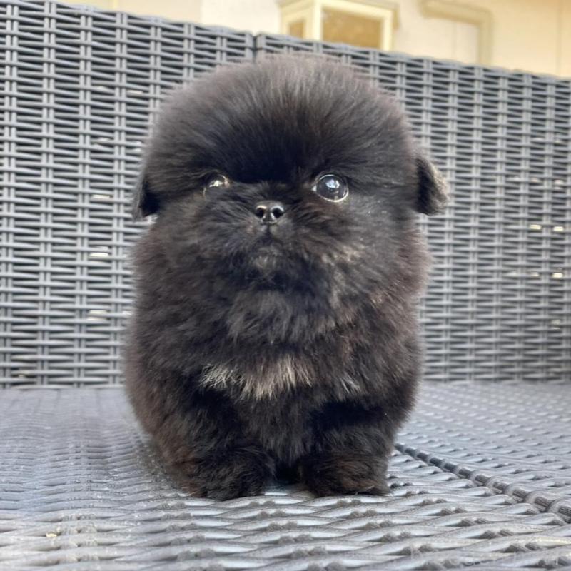 販売中の山梨県のペキニーズ-430263の2枚目