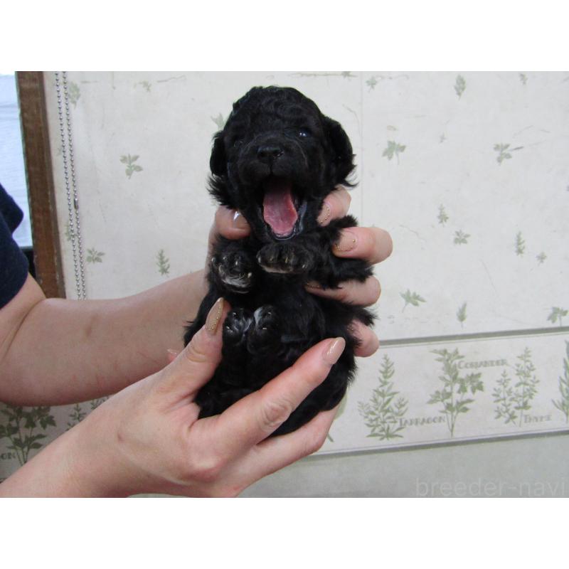 販売中の静岡県のタイニープードル-430260の3枚目