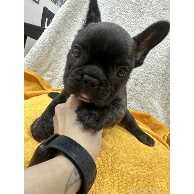販売中の千葉県のフレンチブルドッグ-430259