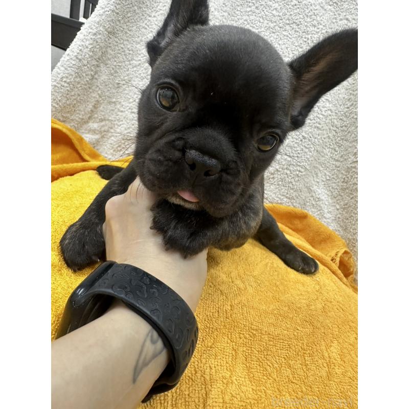 販売中の千葉県のフレンチブルドッグ-430259の5枚目