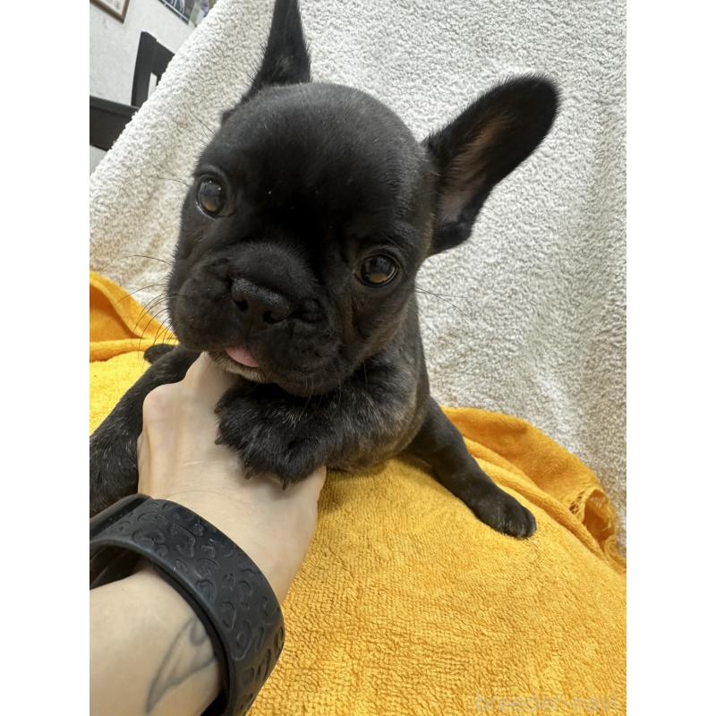 販売中の千葉県のフレンチブルドッグ-430259の4枚目