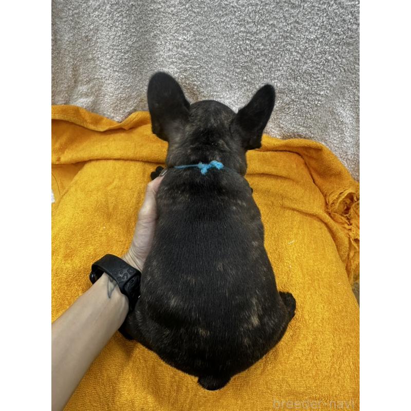 販売中の千葉県のフレンチブルドッグ-430259の3枚目