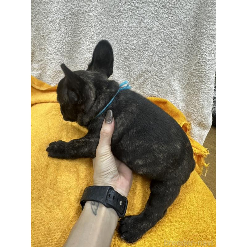 販売中の千葉県のフレンチブルドッグ-430259の2枚目