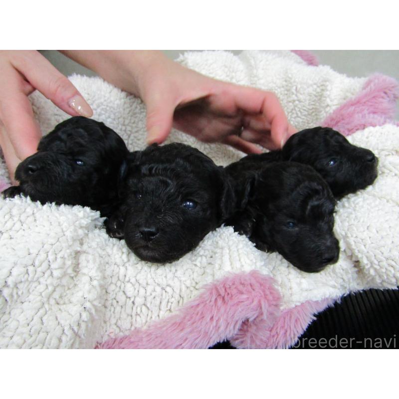 販売中の静岡県のタイニープードル-430260の2枚目