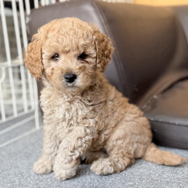 成約済の埼玉県のゴールデンドゥードル:ゴールデンレトリーバー×プードル-427163の1枚目