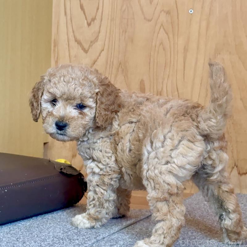 成約済の埼玉県のゴールデンドゥードル:ゴールデンレトリーバー×プードル-427163の2枚目