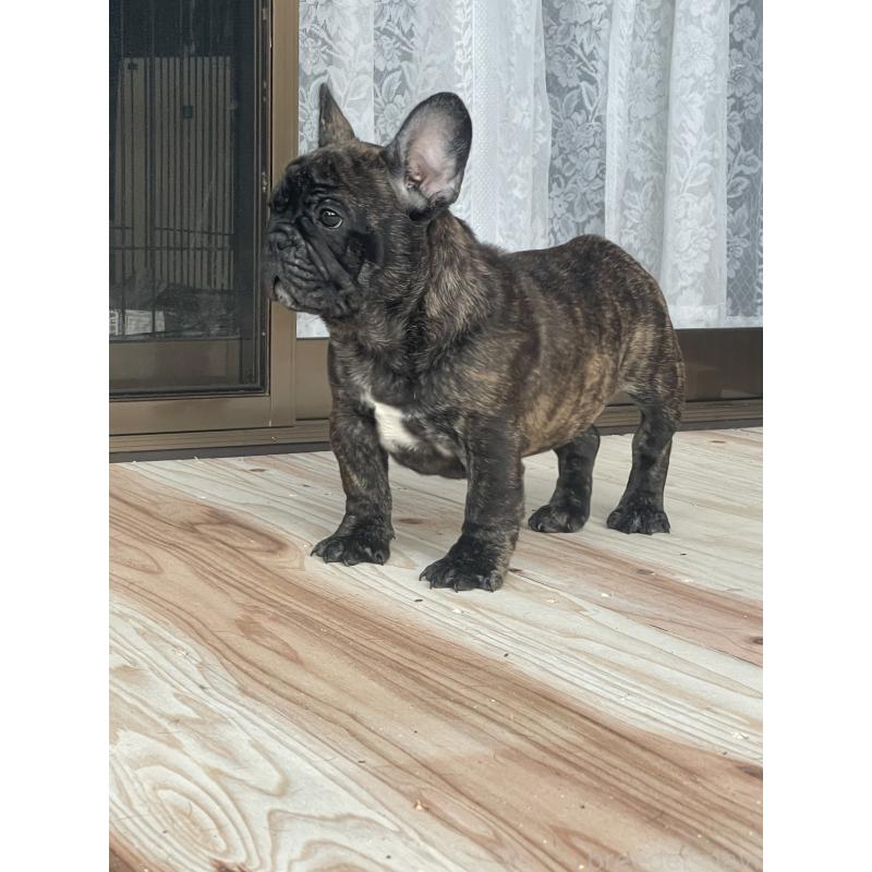 成約済の三重県のフレンチブルドッグ-417888の6枚目