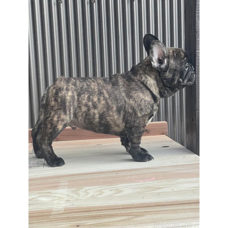 成約済の三重県のフレンチブルドッグ-417888の5枚目