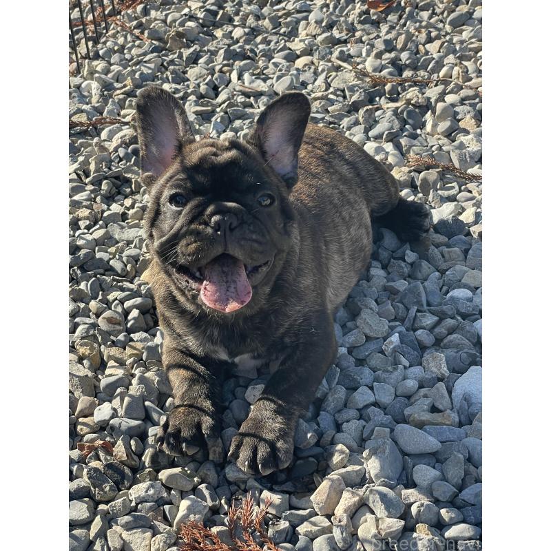 成約済の三重県のフレンチブルドッグ-417888の4枚目