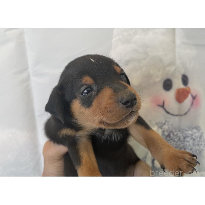 販売中の北海道のミニチュアピンシャー(ミニピン)-430273の6枚目