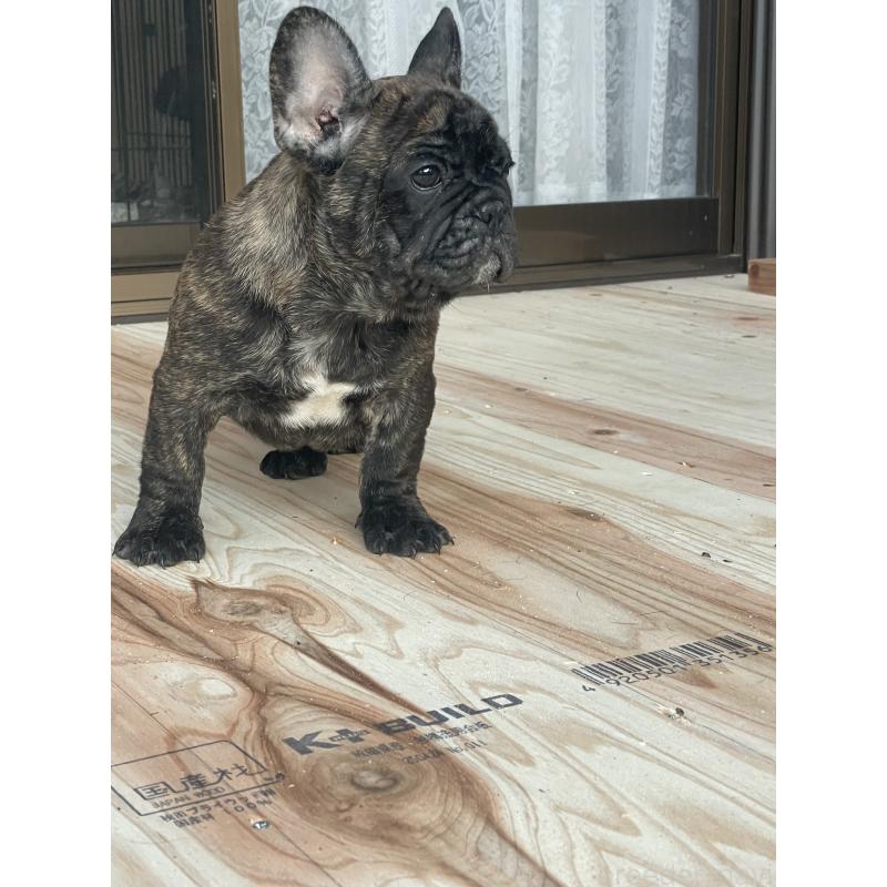 成約済の三重県のフレンチブルドッグ-417888の2枚目