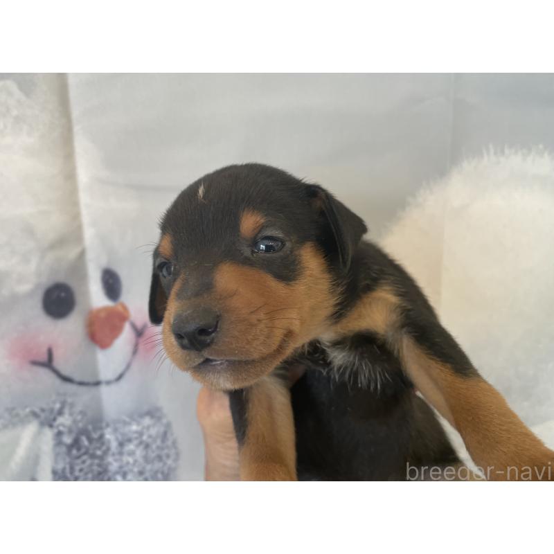 販売中の北海道のミニチュアピンシャー(ミニピン)-430273の5枚目