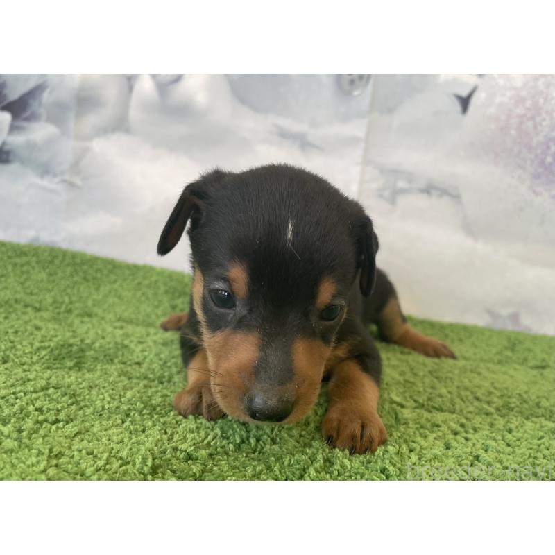 販売中の北海道のミニチュアピンシャー(ミニピン)-430273の4枚目