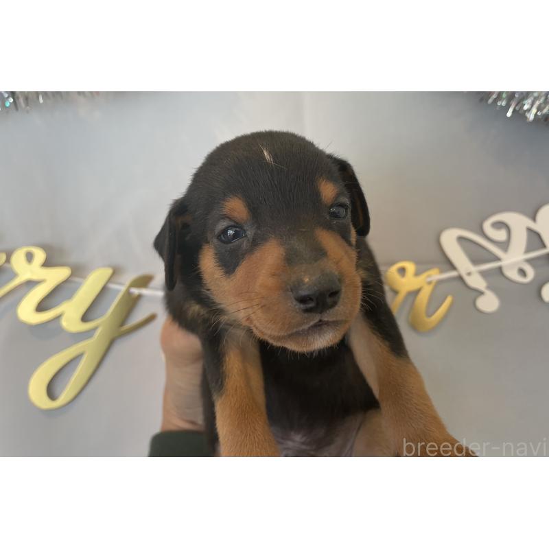 販売中の北海道のミニチュアピンシャー(ミニピン)-430273の3枚目