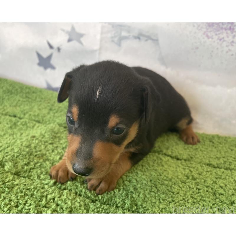 販売中の北海道のミニチュアピンシャー(ミニピン)-430273の2枚目