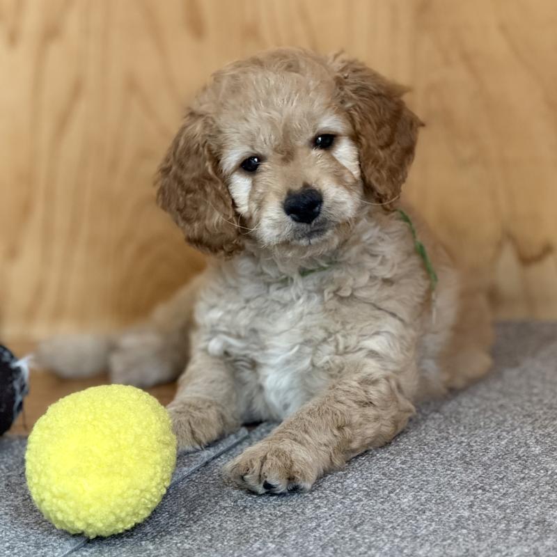 成約済の埼玉県のゴールデンドゥードル:ゴールデンレトリーバー×プードル-427154の4枚目