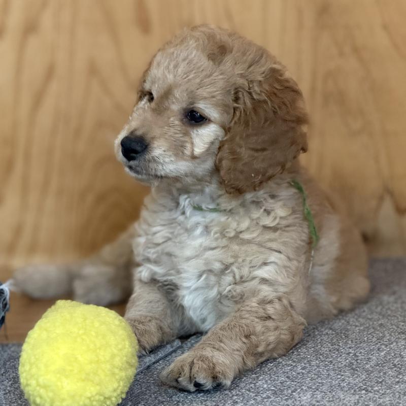 成約済の埼玉県のゴールデンドゥードル:ゴールデンレトリーバー×プードル-427154の3枚目