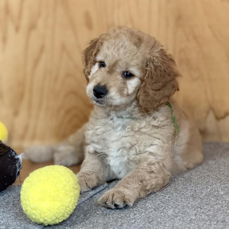 成約済の埼玉県のゴールデンドゥードル:ゴールデンレトリーバー×プードル-427154の2枚目