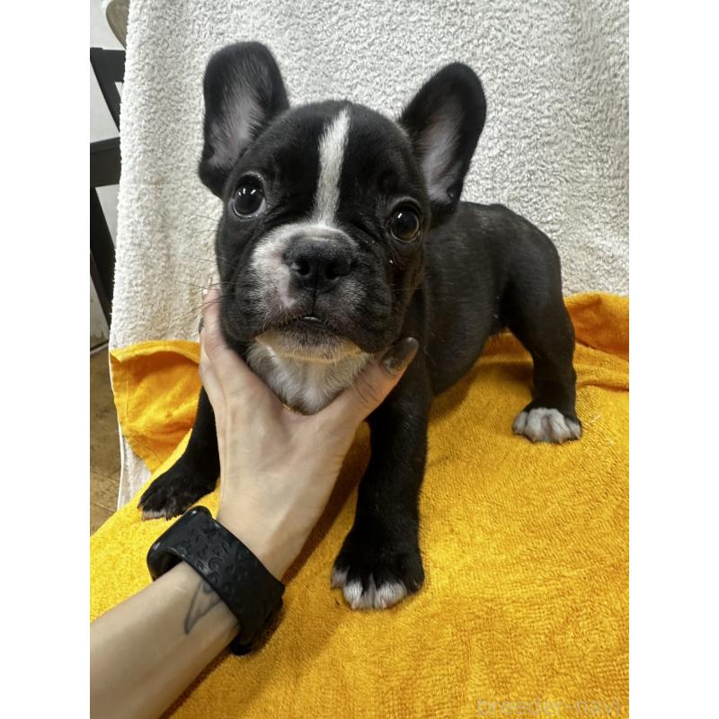 販売中の千葉県のフレンチブルドッグ-430261の5枚目