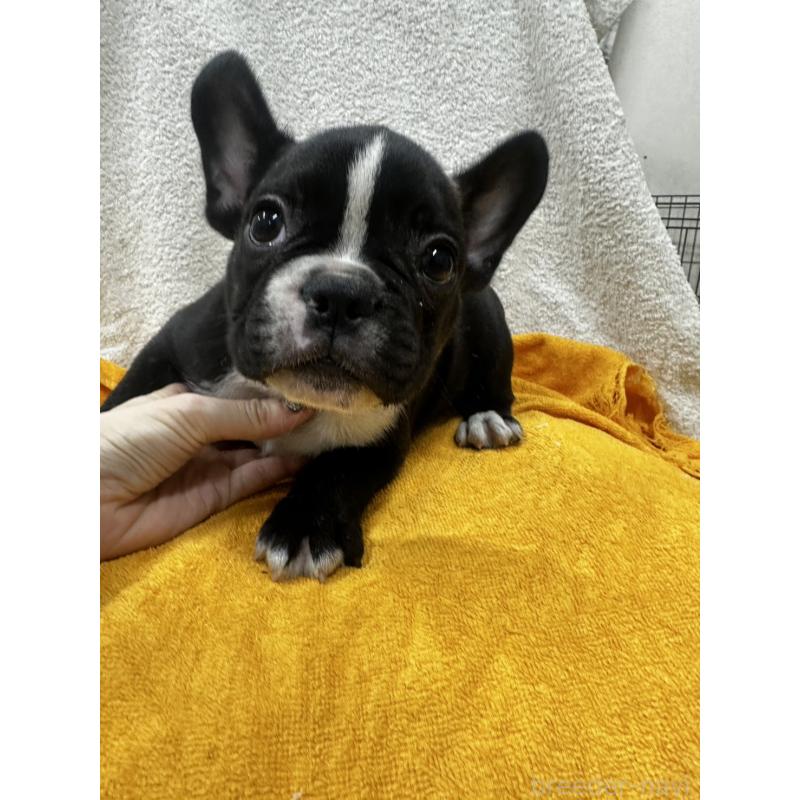 販売中の千葉県のフレンチブルドッグ-430261の1枚目