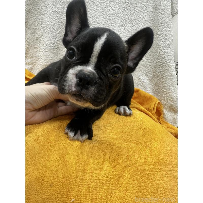 販売中の千葉県のフレンチブルドッグ-430261の4枚目