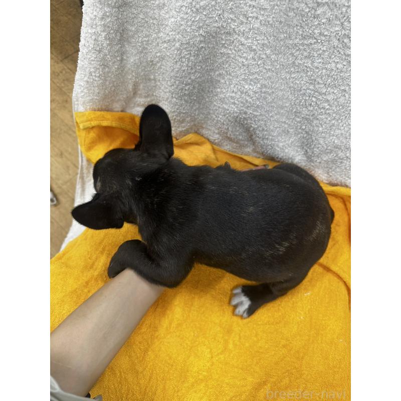 販売中の千葉県のフレンチブルドッグ-430261の3枚目